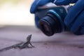 A compact camera held by blue gloved hands approaches a small lizard that faces him defiantly.