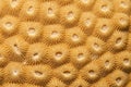 Compact coral texture Royalty Free Stock Photo