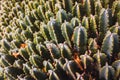 Compact group of cactus, seen from above, green background Royalty Free Stock Photo