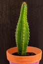 Compact mini cactus Cereus Validus in a pot on a black background. Royalty Free Stock Photo