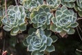 Compact rosettes of Echeveria