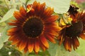 Compact sonnet sunflower with orange and rust colored petals Royalty Free Stock Photo