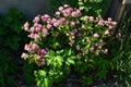 Compact, tufted, undemanding perennial. Leaves in the ground rosette. Flowers red to burgundy, on tall stones, suitable for cuttin Royalty Free Stock Photo