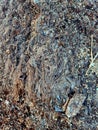 Compacted Rotten Seagrass at Bald Head Beach