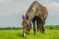 Companion Animals - Horses Royalty Free Stock Photo