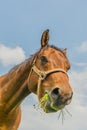 Companion Animals - Horses Royalty Free Stock Photo