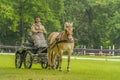 Companion Animals - Horses Royalty Free Stock Photo