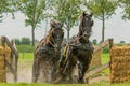 Companion Animals - Horses Royalty Free Stock Photo