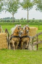 Companion Animals - Horses Royalty Free Stock Photo