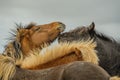 Companion Animals - Horses Royalty Free Stock Photo