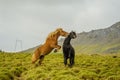 Companion Animals - Horses Royalty Free Stock Photo