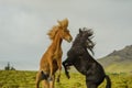 Companion Animals - Horses Royalty Free Stock Photo