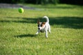 Beautiful doggy, funny puppy of Jack Russell Terrier playing on green grass at public park in spring sunny day. Concept