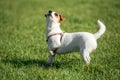 Beautiful doggy, funny puppy of Jack Russell Terrier playing on green grass at public park in spring sunny day. Concept