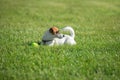 Beautiful doggy, funny puppy of Jack Russell Terrier playing on green grass at public park in spring sunny day. Concept