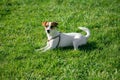 Beautiful doggy, funny puppy of Jack Russell Terrier playing on green grass at public park in spring sunny day. Concept