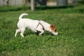 Beautiful doggy, funny puppy of Jack Russell Terrier playing on green grass at public park in spring sunny day. Concept