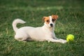 Beautiful doggy, funny puppy of Jack Russell Terrier playing on green grass at public park in spring sunny day. Concept