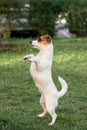 Beautiful doggy, funny puppy of Jack Russell Terrier playing on green grass at public park in spring sunny day. Concept