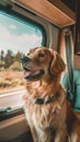 Companion dog enjoying a car ride, gazing out the window Royalty Free Stock Photo