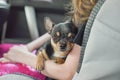 Companion dog sitting in the car. Chihuahua dog in the car in the hands of a little girl