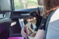 Companion dog sitting in the car. Chihuahua dog in the car in the hands of a little girl