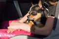 Companion dog sitting in the car. Chihuahua dog in the car in the hands of a little girl