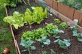 companion plants on raised bed in autumn vegetable garden. cultivation of leaves such as lettuce, chard, broccoli, etc Royalty Free Stock Photo