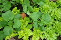 companion plants in the vegetable garden. autumn crop association Royalty Free Stock Photo