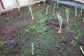 companion plants in the vegetable garden. garlic cultivation associated with carrots Royalty Free Stock Photo