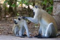 Companionship in the Garden: Two Vervet Monkeys Caring for Each Other Royalty Free Stock Photo