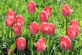 The company of cheerful blooming red tulips on a spring glade sun-drenched