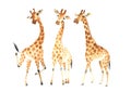 A company of funny and cute giraffes for your amazing projects. Watercolor Clipart Set isolated on white