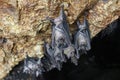 Bats hanging by the ceiling