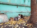 A company of stray cats sits under a concrete fence and looks angrily in front of him.