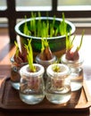 comparation of soil and hydroponics. Spring Onions planted in flowerpots and water planted in glass bottle. Royalty Free Stock Photo