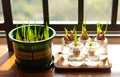 comparation of soil and hydroponics. Spring Onions planted in flowerpots and water planted in glass bottle. Royalty Free Stock Photo