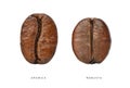 Comparative of Arabica and Robusta coffee beans Royalty Free Stock Photo