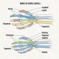 Labeled Anatomy of Human Hand Carpal Bones human skeleton Royalty Free Stock Photo