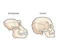Comparative Primate Anatomy. Comparisons Of The Skull Vector. Royalty Free Stock Photo