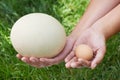 Compare chiken and ostrich eggs in woman hands Royalty Free Stock Photo