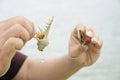 Compare hermit crab Royalty Free Stock Photo