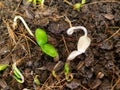 Compare between normal sunflower sprout and abnormal white sunflower sprout.