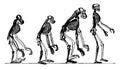 Compared skeletons of the orang, chimpanzee, gorilla and man, vintage engraving