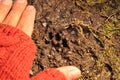 Comparing a cat\'s footprint with the size of a human hand. Cat footprints Royalty Free Stock Photo