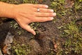 Comparing a cat's footprint with the size of a human hand. Cat footprints Royalty Free Stock Photo