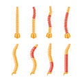 Comparing different human spine shapes with correct and incorrect posture, highlighting back pain areas Royalty Free Stock Photo