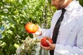 Comparing tomato samples in hothouse