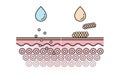 Comparison of absorption and not absorb skin layer with color and line vector on white background.