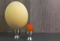 Comparison of chicken egg and ostrich eggs Royalty Free Stock Photo